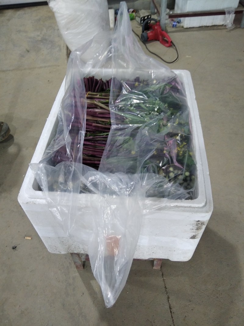 精品红菜苔，湖北特产蔬菜，佳红红菜苔，靓红红菜苔