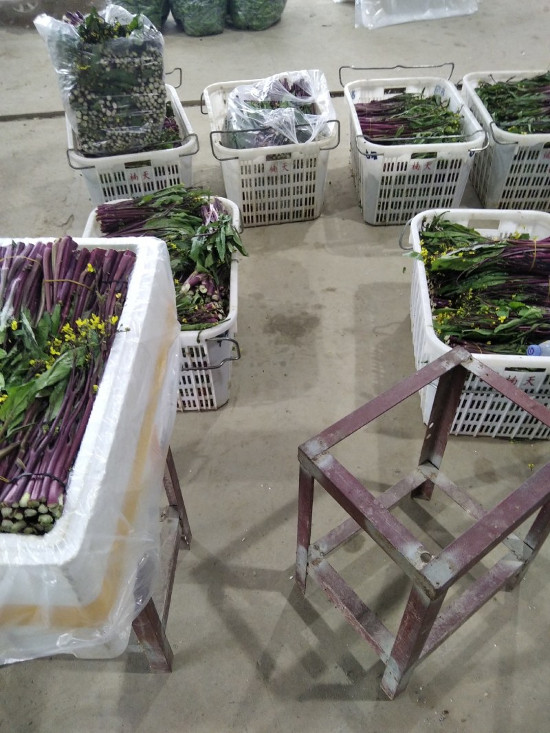 精品红菜苔，湖北特产蔬菜，佳红红菜苔，靓红红菜苔