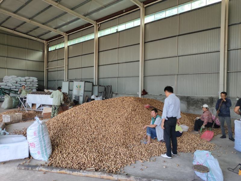 云南2022年新货薄皮核桃柴烤核桃烟熏果核批发