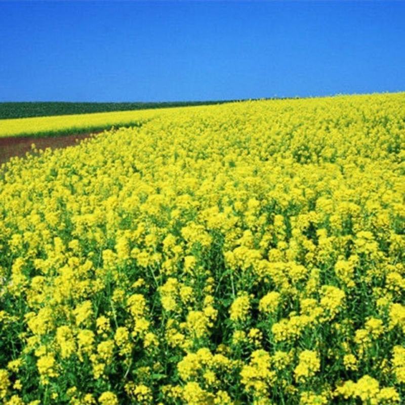 黄油菜种子老品种油菜种子油菜花种子高产千斤王油菜籽出油率