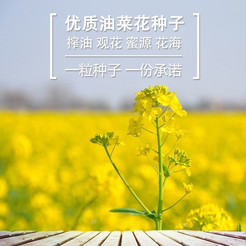 黄油菜种子老品种油菜种子油菜花种子高产千斤王油菜籽出油率