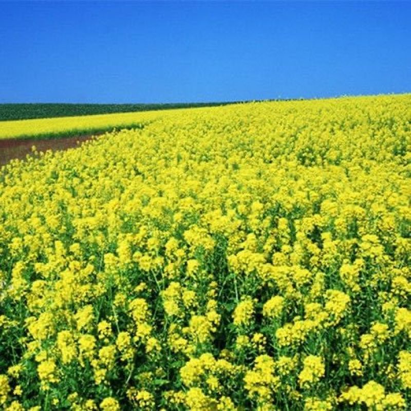 黄油菜种子老品种油菜种子油菜花种子高产千斤王油菜籽出油率