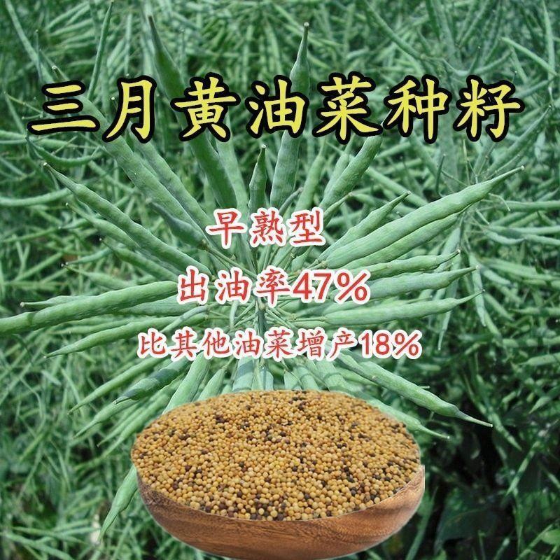 黄油菜种子老品种油菜种子油菜花种子高产千斤王油菜籽出油率