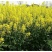 黄油菜种子老品种油菜种子油菜花种子高产千斤王油菜籽出油率