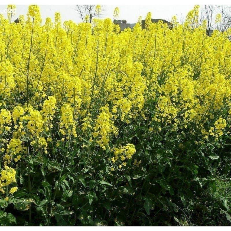 黄油菜种子老品种油菜种子油菜花种子高产千斤王油菜籽出油率