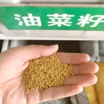 黄油菜种子老品种油菜种子油菜花种子高产千斤王油菜籽出油率