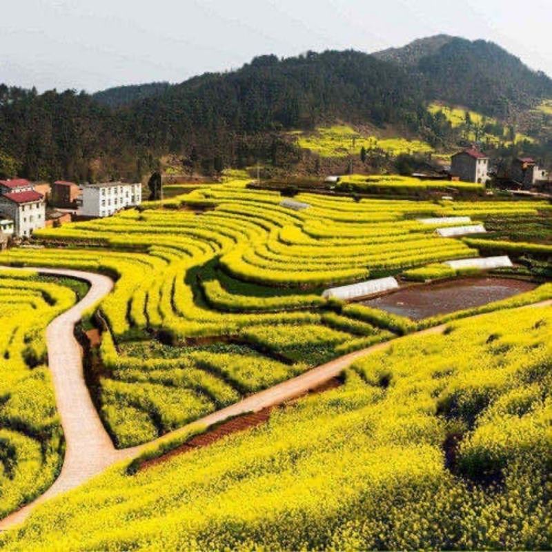 黄油菜种子老品种油菜种子油菜花种子高产千斤王油菜籽出油率