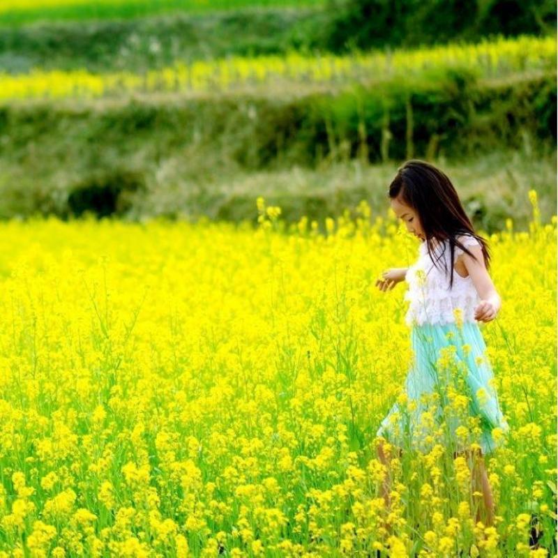 黄油菜种子老品种油菜种子油菜花种子高产千斤王油菜籽出油率