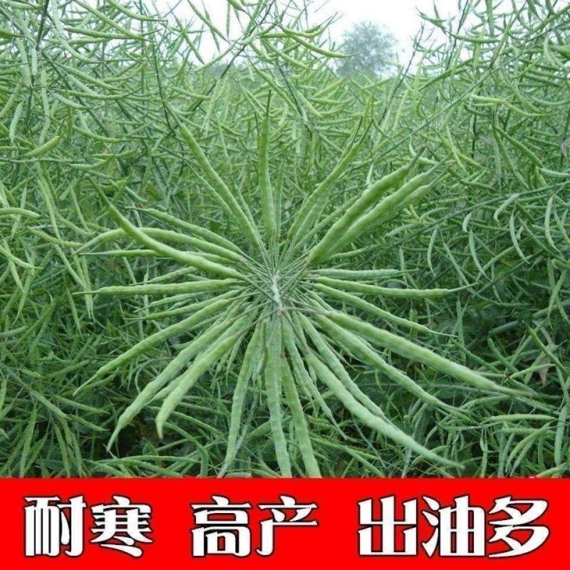 黄油菜种子老品种油菜种子油菜花种子高产千斤王油菜籽出油率