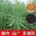 黄油菜种子老品种油菜种子油菜花种子高产千斤王油菜籽出油率