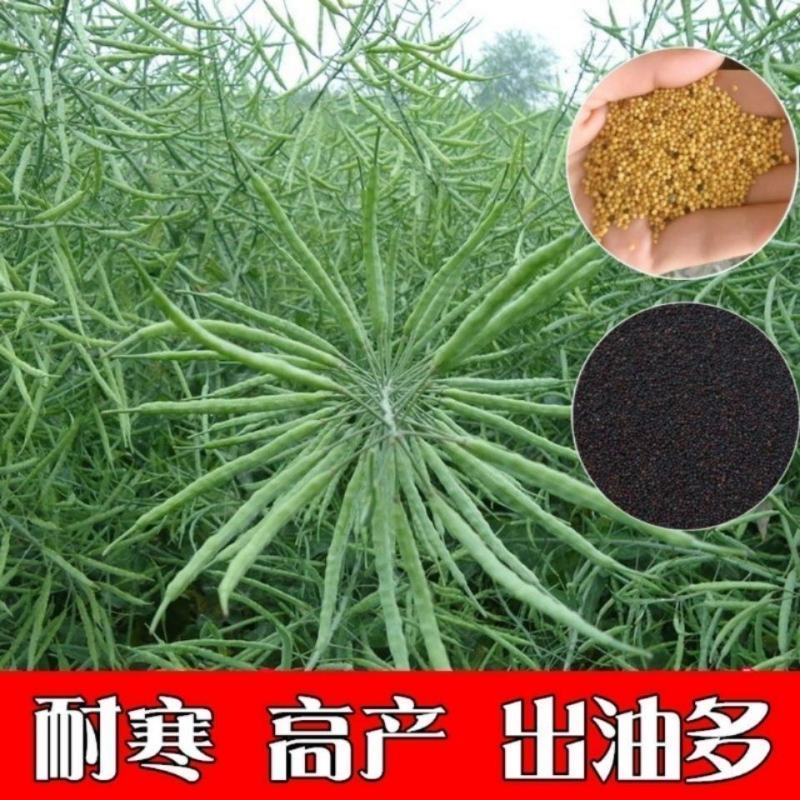 黄油菜种子老品种油菜种子油菜花种子高产千斤王油菜籽出油率
