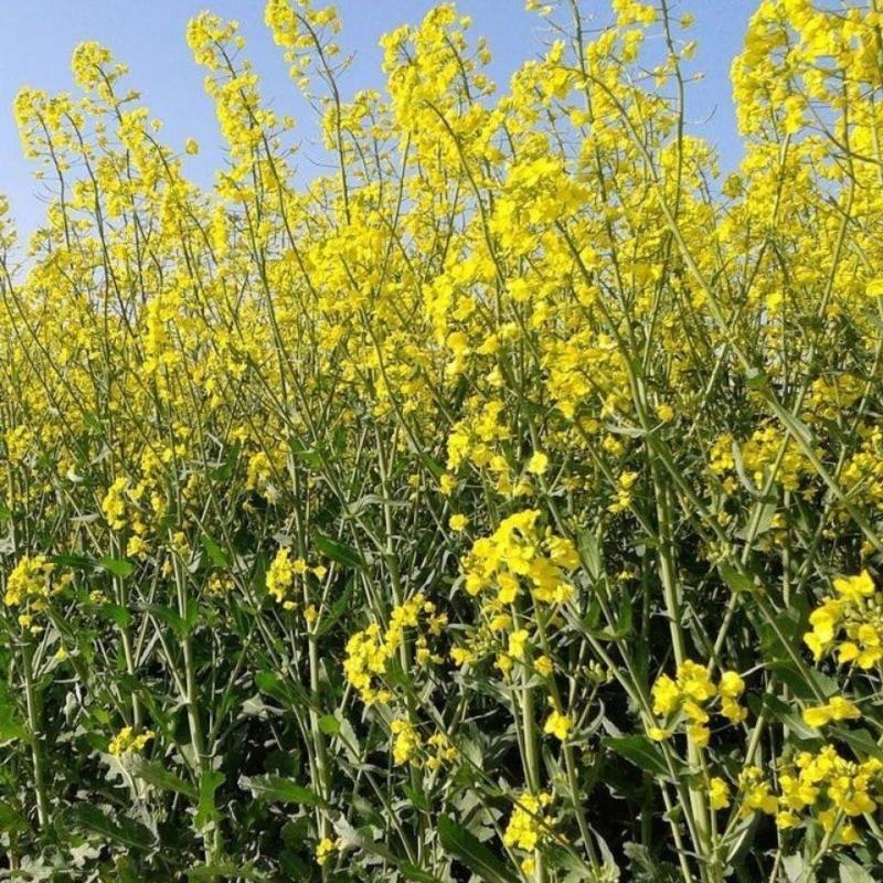 黄油菜种子老品种油菜种子油菜花种子高产千斤王油菜籽出油率
