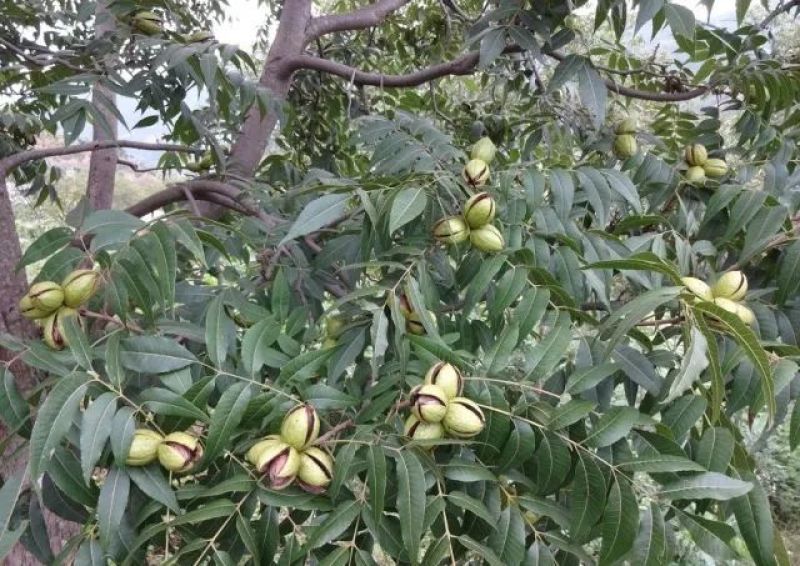 碧根果苗基地直销包成活技术南北方种植放心苗