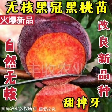 【新品】无核黑冠蜜桃苗农科院引种98%纯度卖疯了