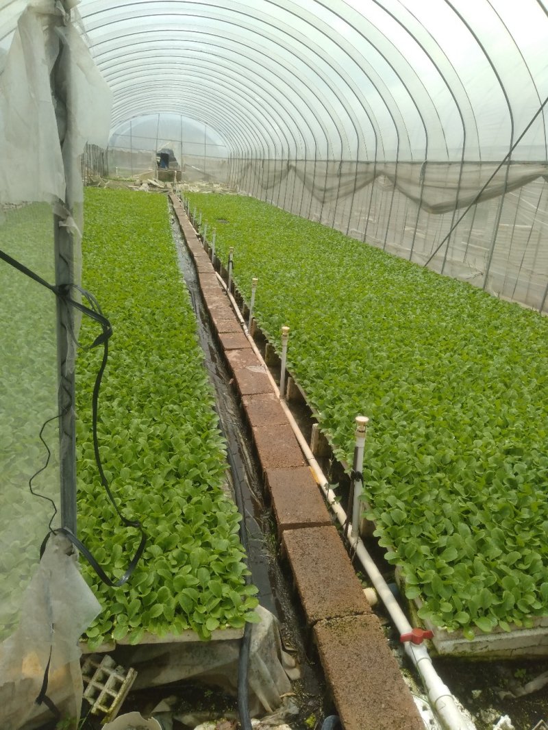 云南省松花苗(青梗散花苗)蔬菜苗成活率高可空运