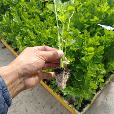云南省松花苗(青梗散花苗)蔬菜苗成活率高可空运