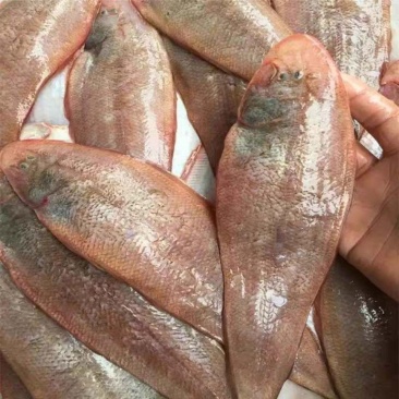 纯海洋龙利鱼舌头鱼比目鱼，鳎目鱼肉质鲜嫩，油炸红烧更好吃