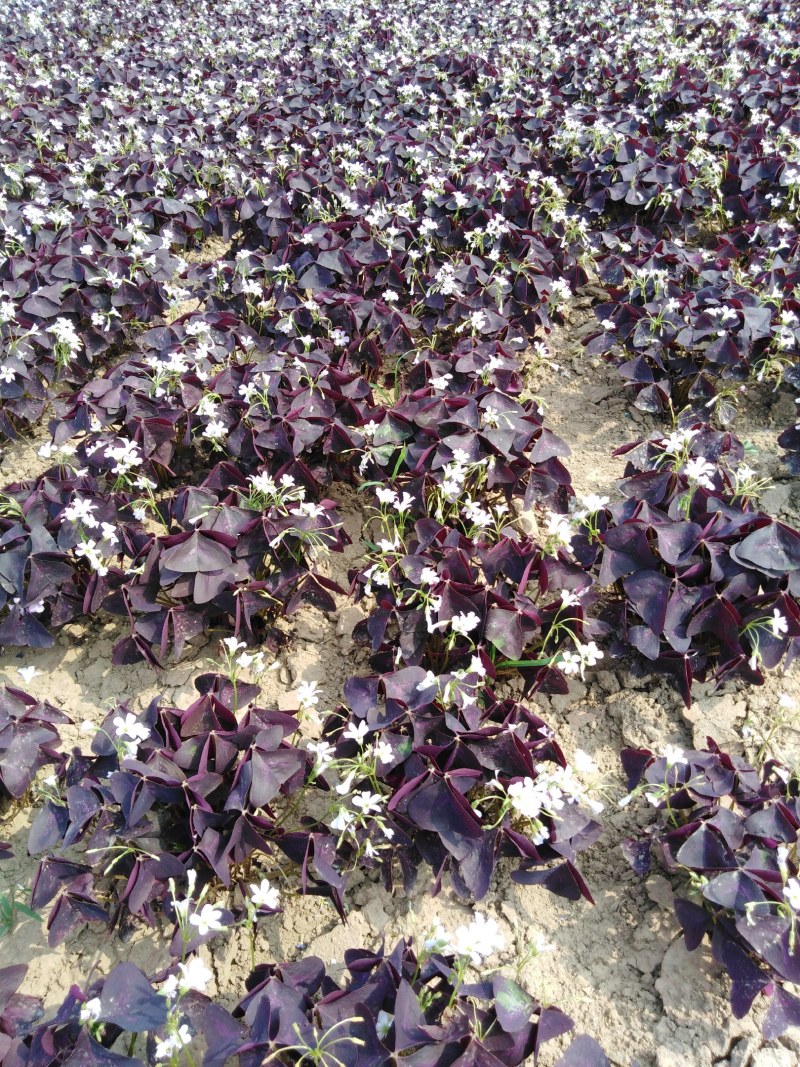 紫叶酢浆草紫叶杂浆草紫叶炸酱草种球大量批发