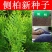 新采侧柏种子柏树种子洒金柏桧柏塔柏圆柏刺柏黄柏扁柏树