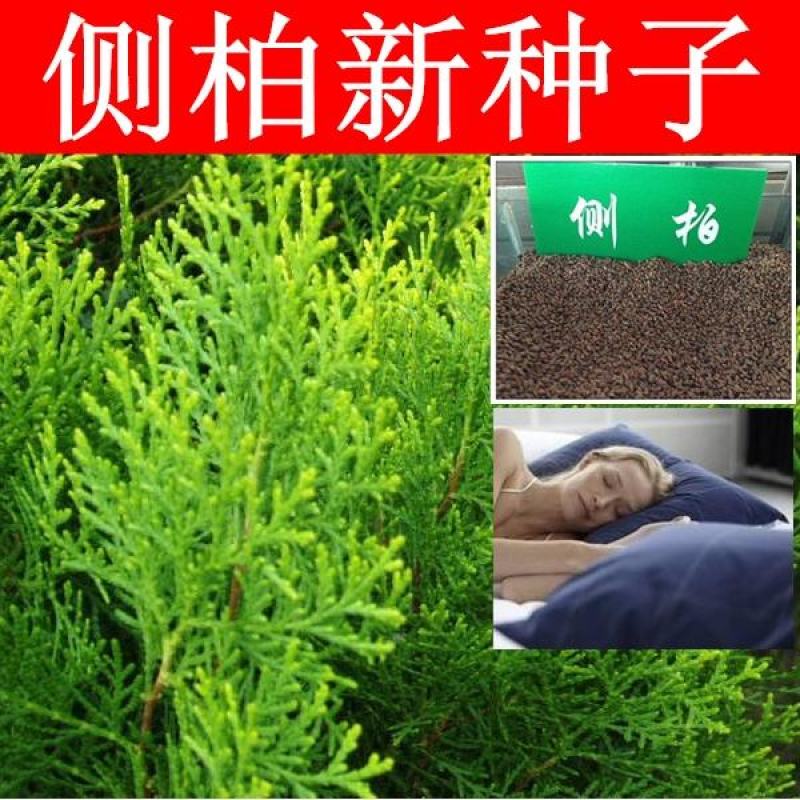 新采侧柏种子柏树种子洒金柏桧柏塔柏圆柏刺柏黄柏扁柏树