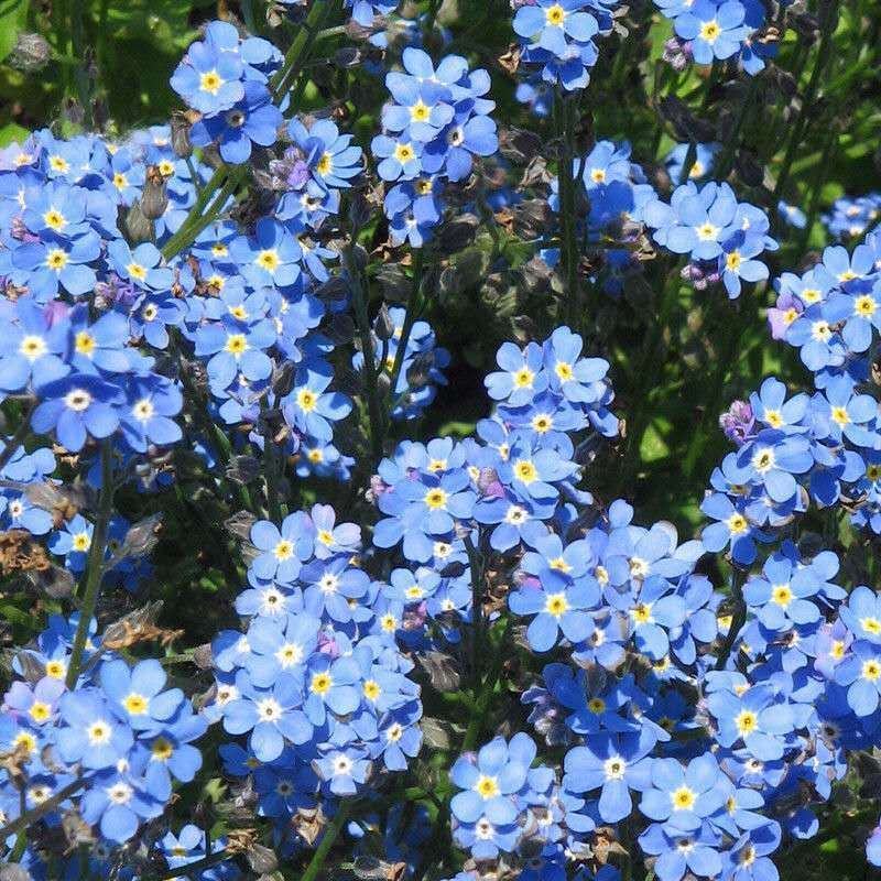 勿忘草种子好养易活的花卉种孑开花不断盆栽花种籽子植物室内