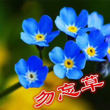 勿忘草种子好养易活的花卉种孑开花不断盆栽花种籽子植物室内
