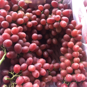 克伦生葡萄大量出售，价格美丽