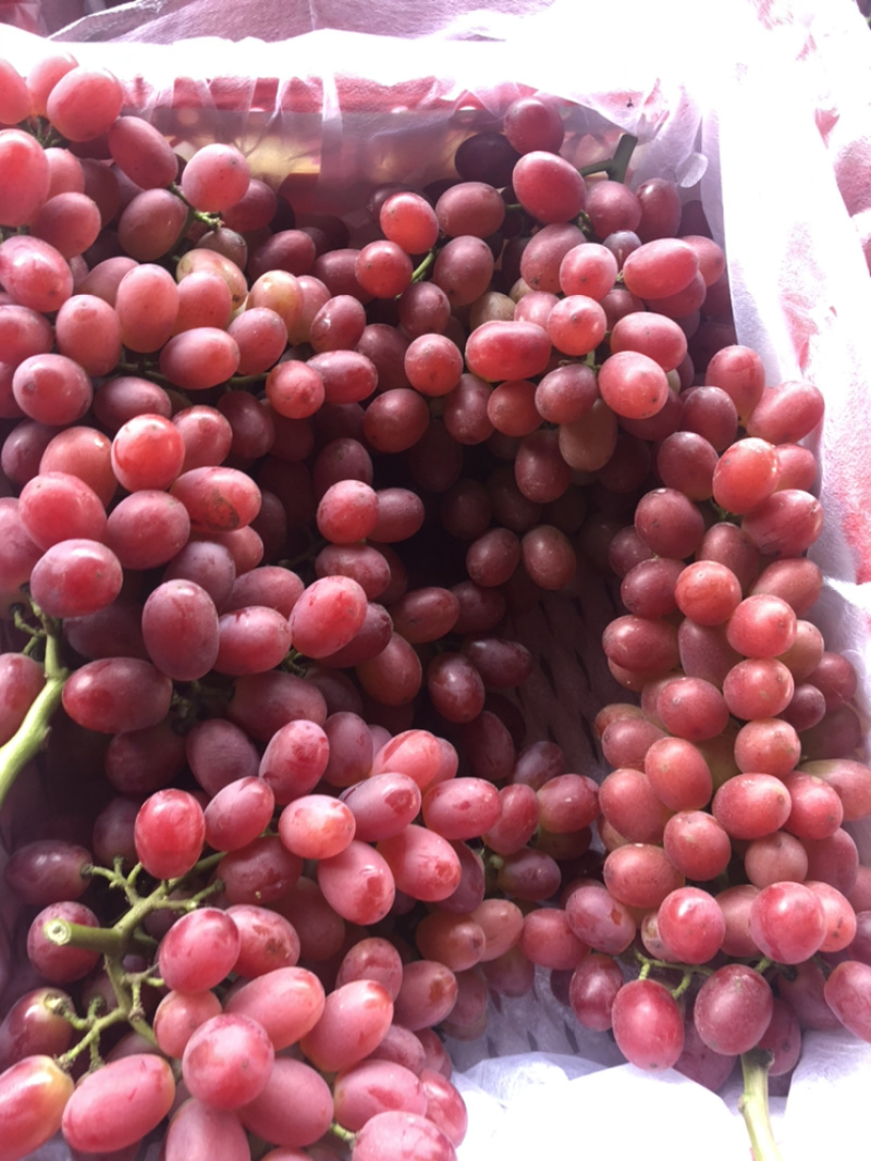 克伦生葡萄大量出售，价格美丽
