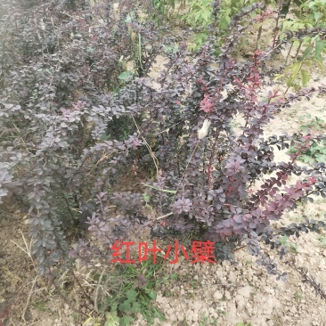 供应红叶小檗红叶小波一年两年苗便宜山西运城