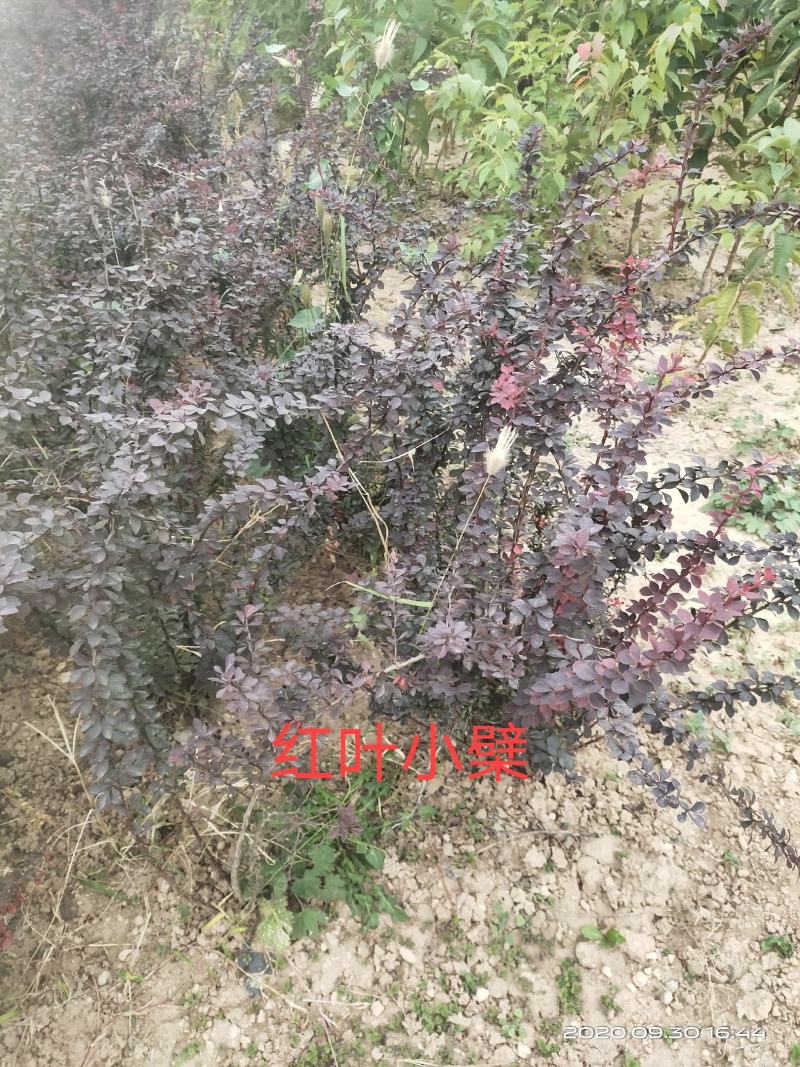 供应红叶小檗红叶小波一年两年苗便宜山西运城
