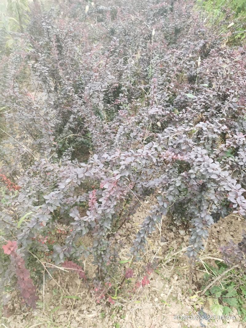 供应红叶小檗红叶小波一年两年苗便宜山西运城