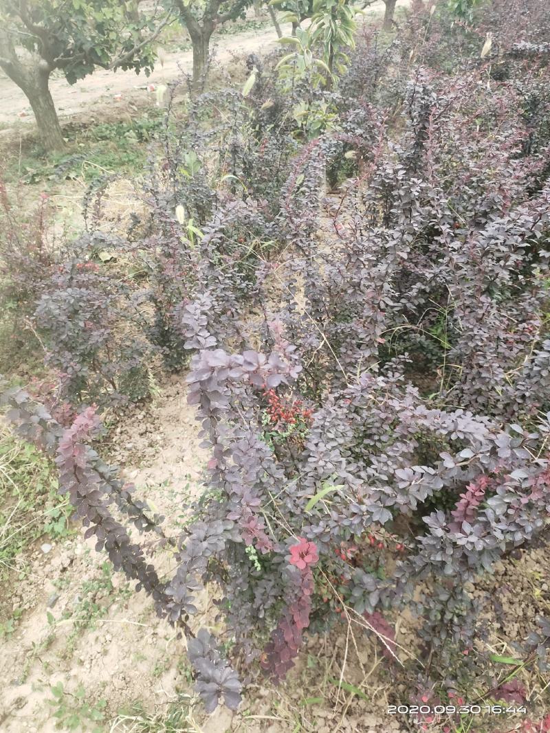 供应红叶小檗红叶小波一年两年苗便宜山西运城