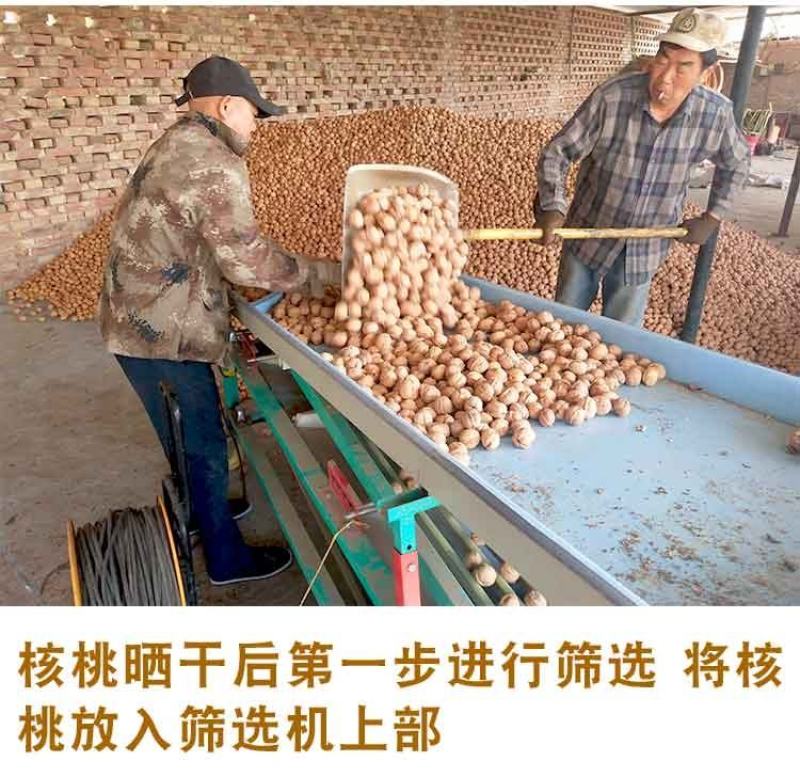 新疆核桃纸皮核桃产地一手货源全国发货一件代发