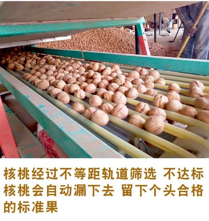 新疆核桃纸皮核桃产地一手货源全国发货一件代发