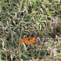 山桃苗山西运城山桃苗桃树实生苗大量批发自产自销量大价优