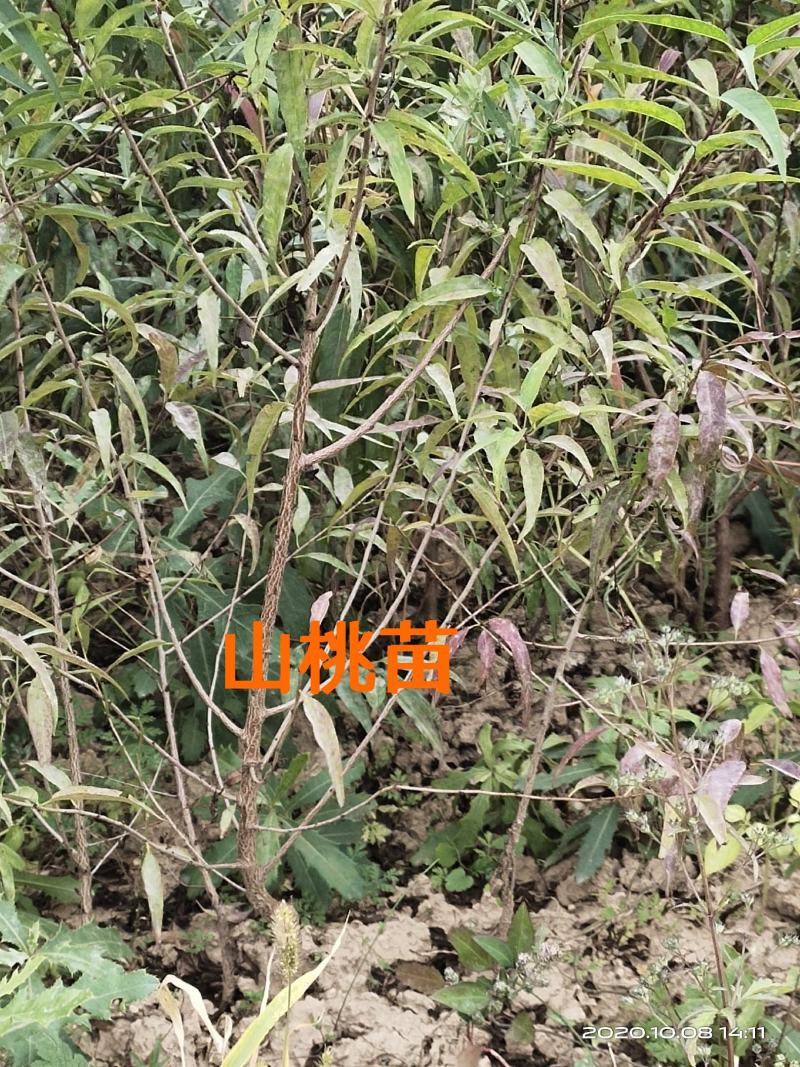 山桃苗山西运城山桃苗桃树实生苗大量批发自产自销量大价优