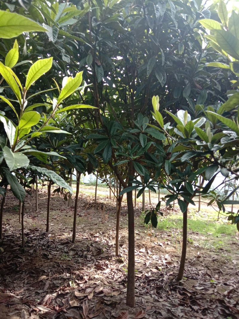 枇杷树（5～15公分）各种规格海量供应