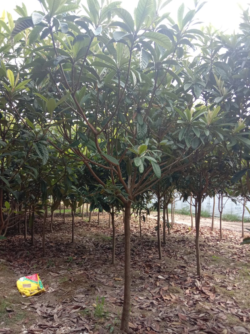 枇杷树（5～15公分）各种规格海量供应