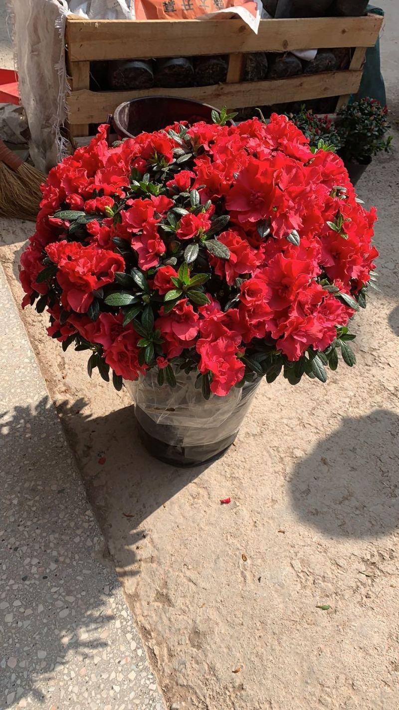 杜鹃花精品A货基地直销自家供应商质量保障