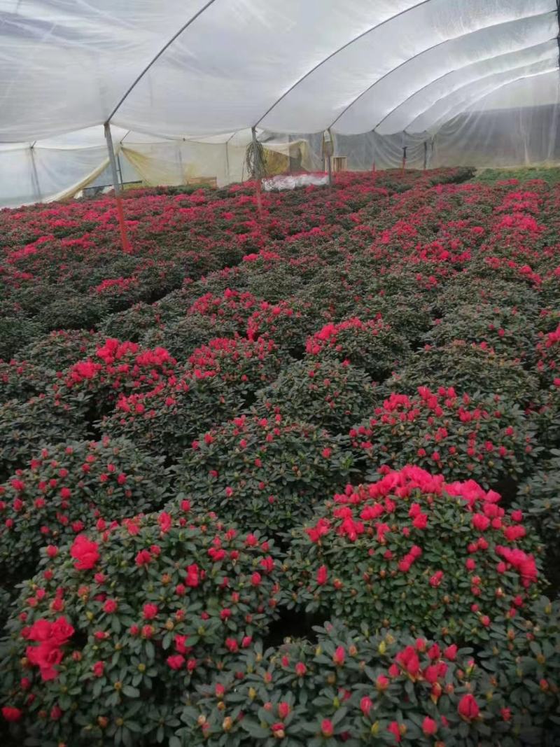 杜鹃花精品A货基地直销自家供应商质量保障