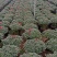 杜鹃花精品A货基地直销自家供应商质量保障