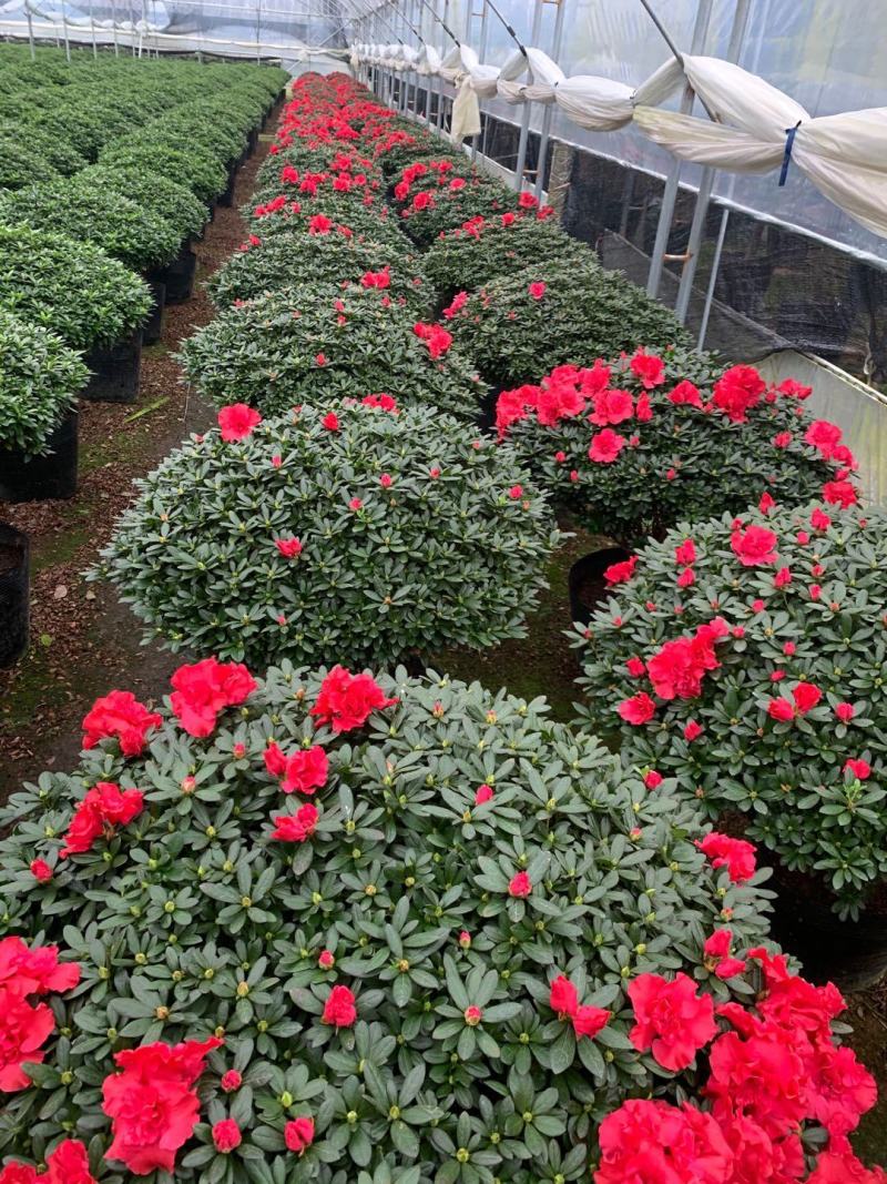 杜鹃花精品A货基地直销自家供应商质量保障