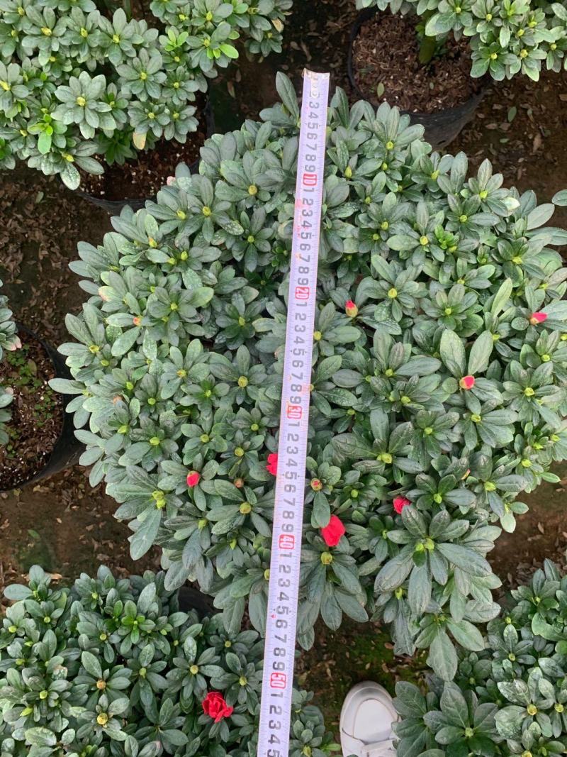 杜鹃花精品A货基地直销自家供应商质量保障