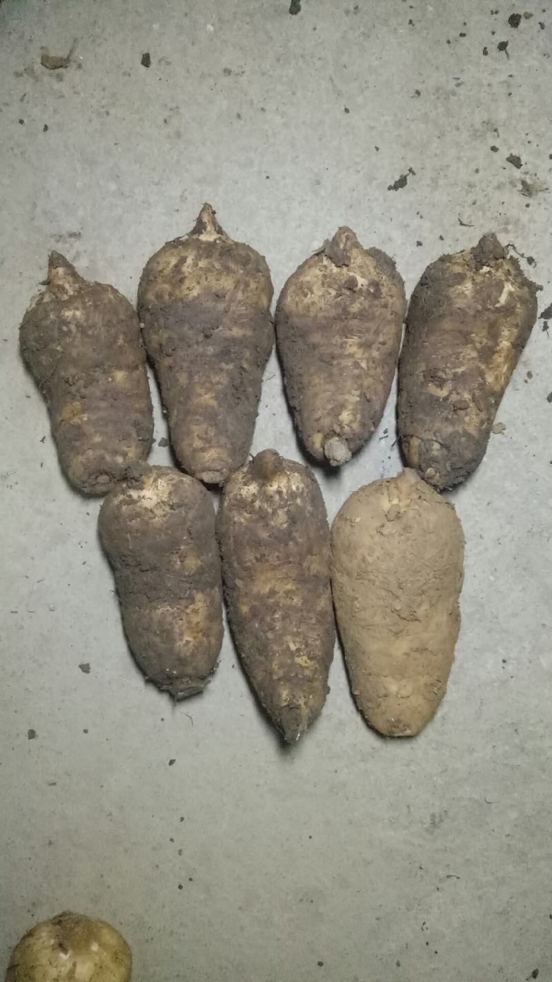 天麻，乌红杂交新鲜天麻单麻净重1-5两