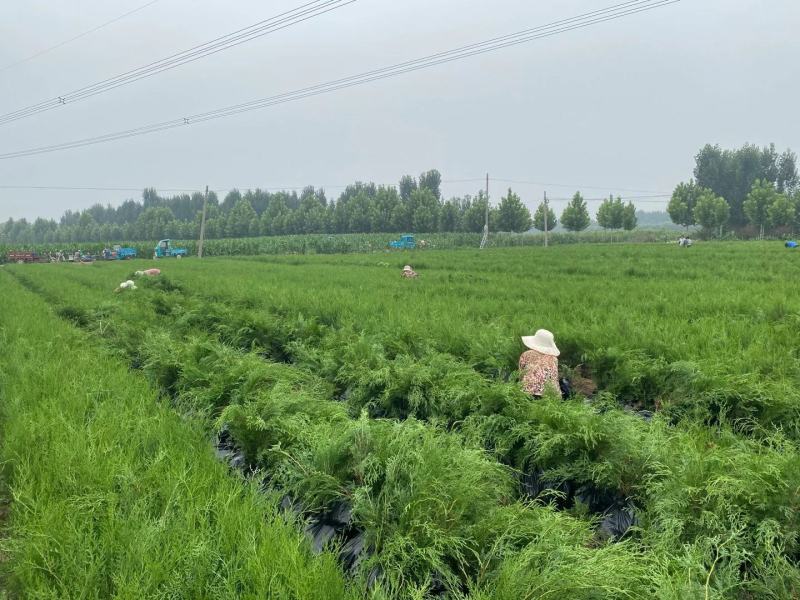 侧柏苗1234年侧柏树苗规格齐全量大从优