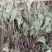 车前草，水洗干品，90%干度干净无杂质