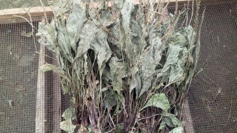 车前草，水洗干品，90%干度干净无杂质