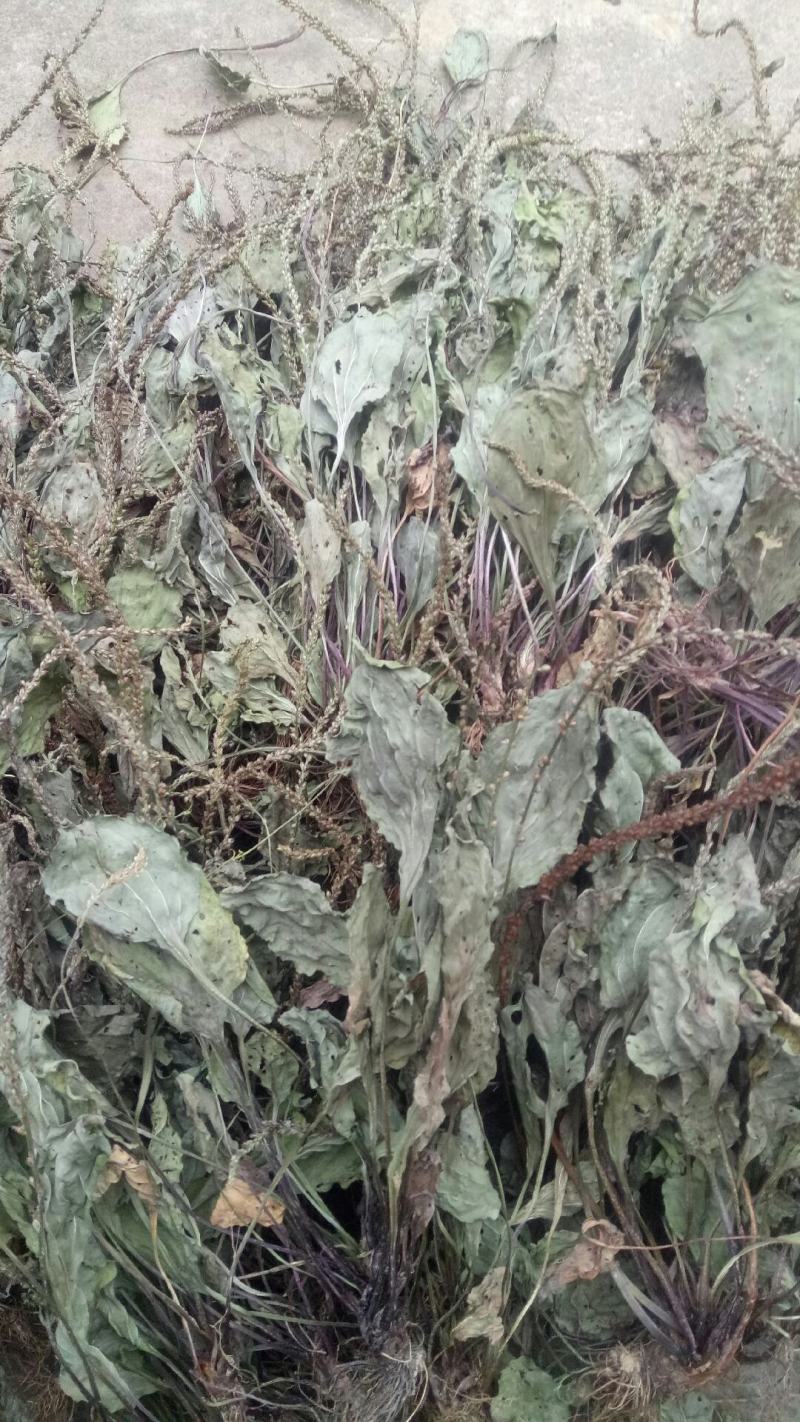 车前草，水洗干品，90%干度干净无杂质