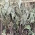车前草，水洗干品，90%干度干净无杂质