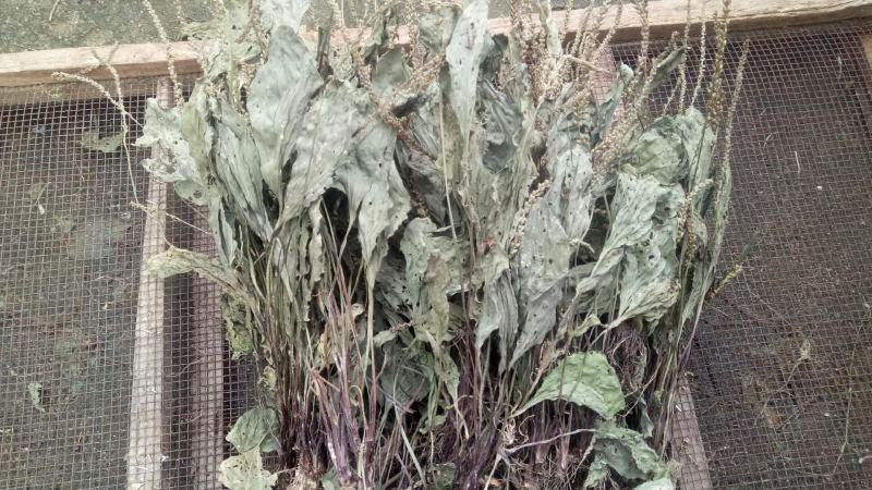 车前草，水洗干品，90%干度干净无杂质